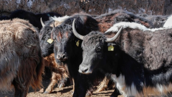 Laçına gətirilmiş yak sürüsü - FOTOLAR