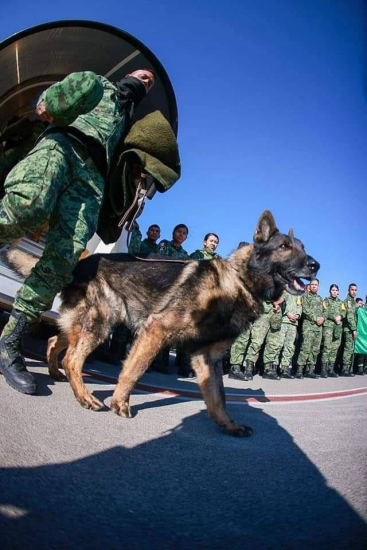 Zəlzələdən sonra Meksikadan gələn "qəhrəman" it Türkiyədə öldü - FOTO