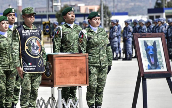 Türkiyədə ölən xilasedici it üçün anım mərasimi keçirildi