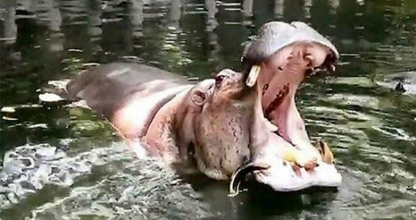 Hippopotamus qayığa hücum edib: 1 ÖLÜ