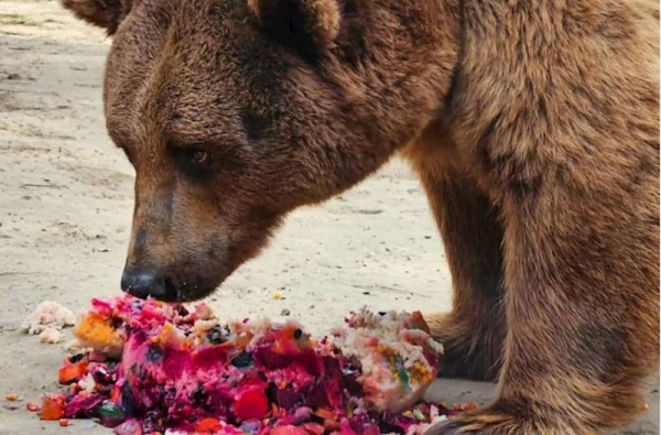 Bakıda ayının doğum günü keçirildi, tort hazırlandı – Fotolar