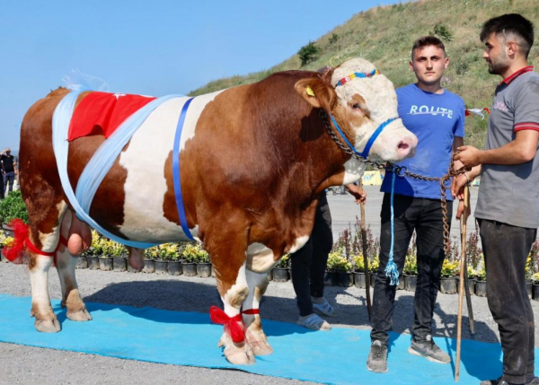 Qurbanlıq heyvanların gözəllik yarışması keçirildi - FOTOLAR