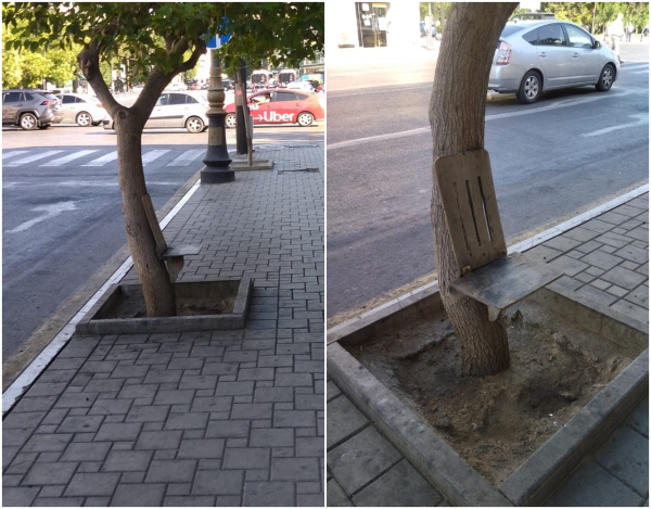 Bakıda stulu ağaca mismarladılar - FOTO